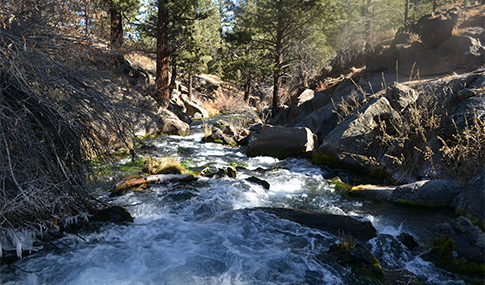 Rushing river flowing through a forest with boulders in the river and trees in the background. 