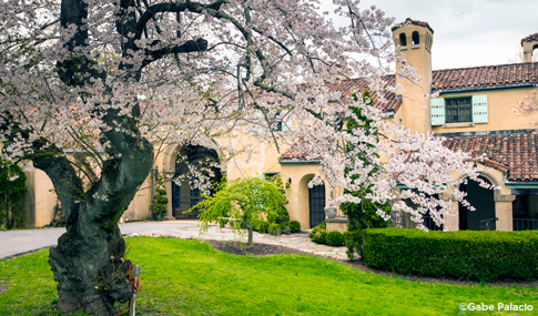 Historic Rosen House building flanked by flowering trees at Caramoor Center. 