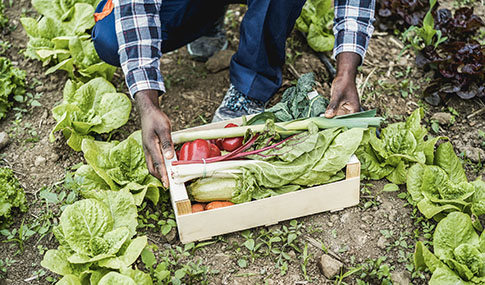 A person presents a box of vegetables. 