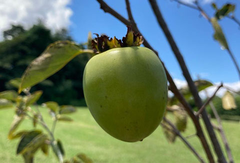 An apple growing on a tree. 