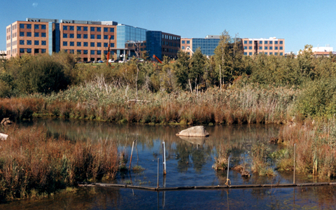 A pond and wetlands with brick office buildings in the background.