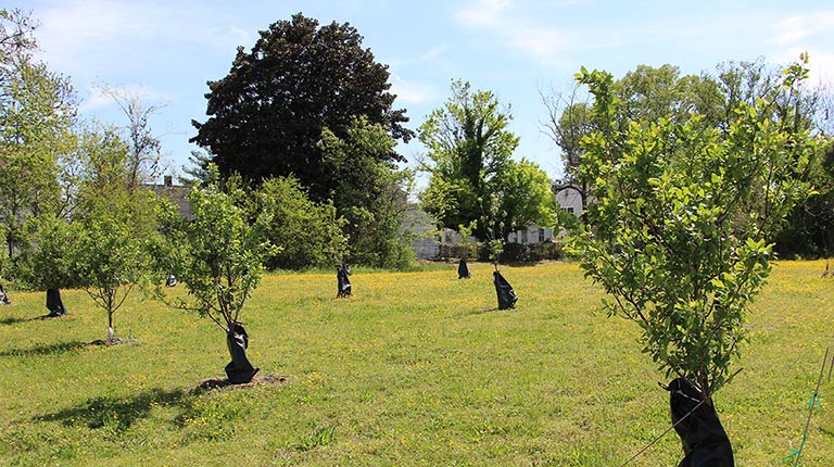 Newly planted fruit trees in the Newport News Food Forest.