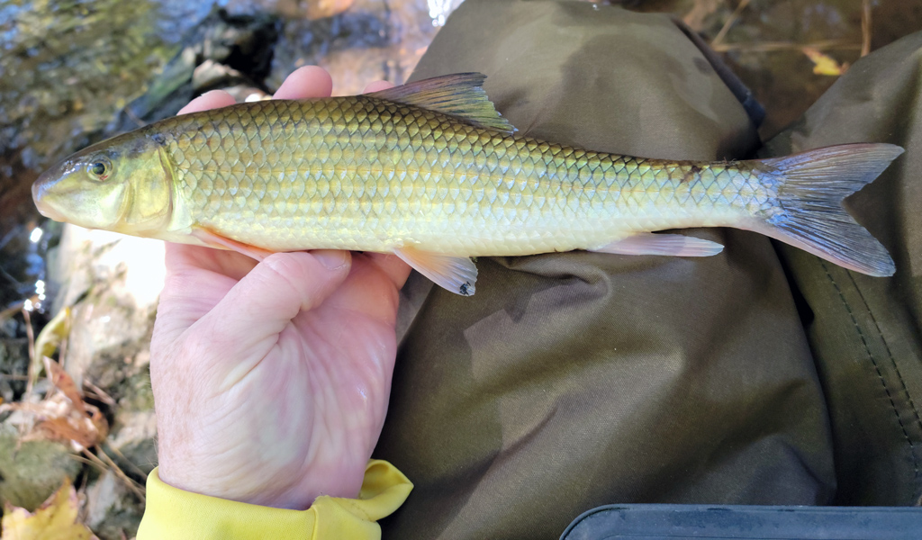 A small pale yellow fish is in Jeff’s hand. 