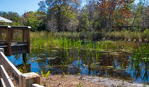 Educational overlook surrounded by wetlands and aquatic plants. 