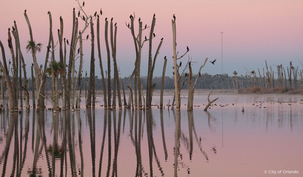 A group of birds sitting on trees in a wetland