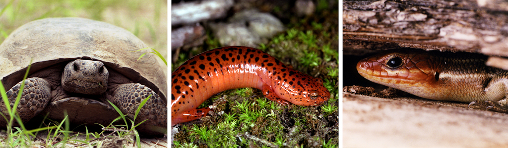 A collage of A Gopher Tortoise in Florida, A red Salamander in North Carolina and A Southeastern Five-lined Skink in Florida.